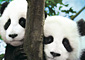 arch_pandaful0808.jpg