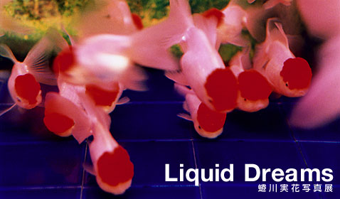 蜷川实花摄影展《Liquid Dreams》