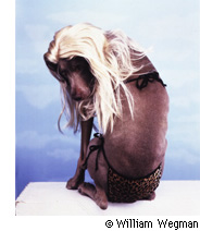 威廉·威格曼的爱犬好日William Wegman Photo Exhibition