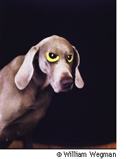 威廉·威格曼的爱犬好日William Wegman Photo Exhibition